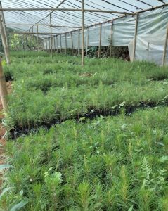 jual bibit pinus merkusi