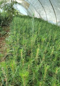 jual bibit pinus merkusi