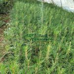 jual bibit pinus merkusi