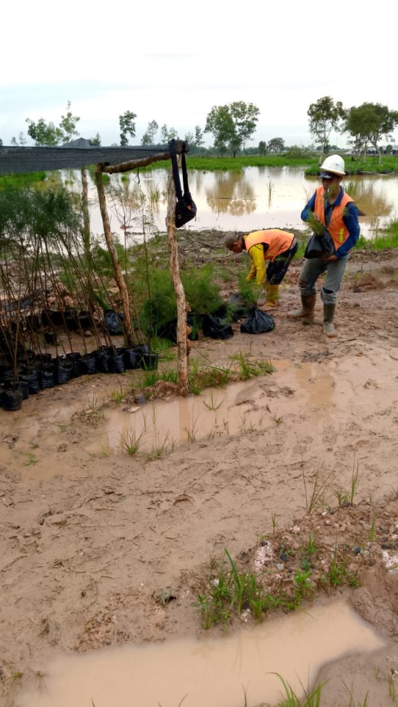Penanaman Bibit Cemara Laut di Tol Junction Medan untuk Penghijauan dan Mitigasi Lingkungan