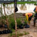 Penanaman Bibit Cemara Laut di Tol Junction Medan untuk Penghijauan dan Mitigasi Lingkungan