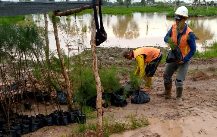 Penanaman Bibit Cemara Laut di Tol Junction Medan untuk Penghijauan dan Mitigasi Lingkungan
