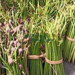 jual propagul mangrove