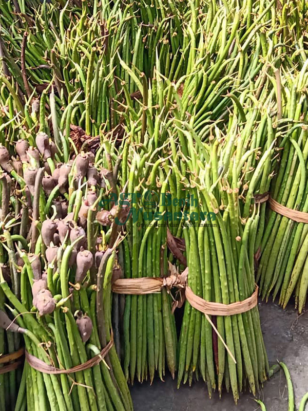 jual propagul mangrove