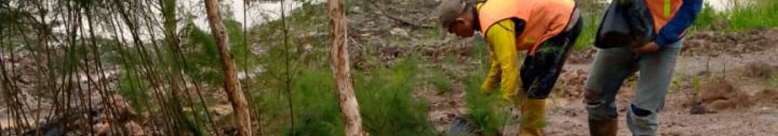 Penanaman Bibit Cemara Laut di Tol Junction Medan untuk Penghijauan dan Mitigasi Lingkungan