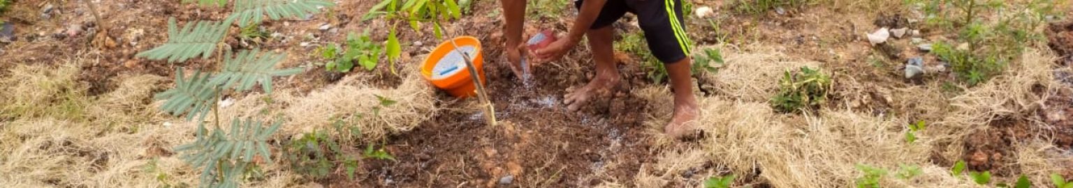 Penanaman Bibit Tabebuya di Tol Junction Medan