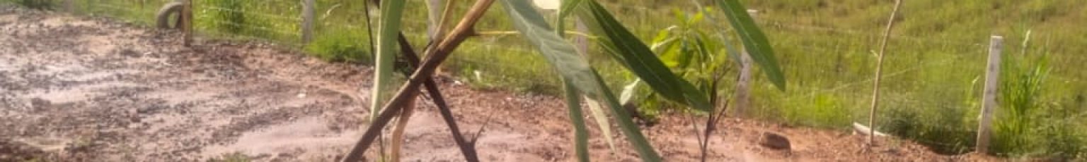 Penanaman Bibit Tabebuya di Tol Junction Medan