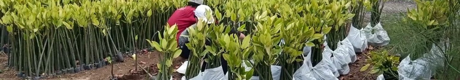 Jual bibit mangrove